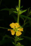 Heimia salicifolia RCP7-06 404.jpg